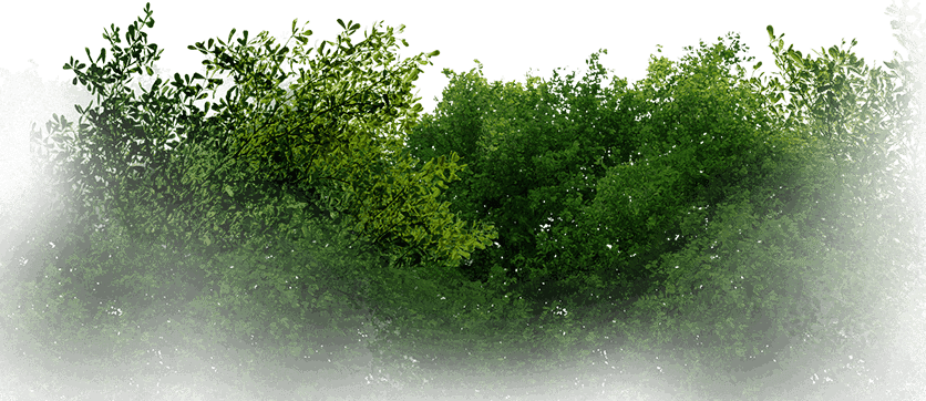 bush-bottom